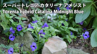 【4K】スーパートレニア カタリーナ アメジスト Torenia hybrid Catalina Midnight Blue 2024年7月24日 July 24, 2024 #02memo