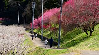 信州新町のろうかく梅園・4K