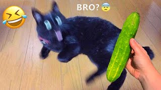 New Funny Animals 😂 Funniest Cats and Dogs Videos 😺🐶 Part 22