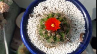 Parodia Mairanana