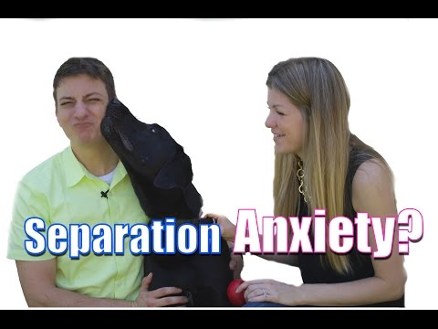 Separation Anxiety: Does your dog go crazy when you leave? Here's what to do! Separation Anxiety: Does your dog go crazy when you leave? Here's what to do!