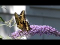 Papilio cresphontes - Giant Swallowtail Butterfly