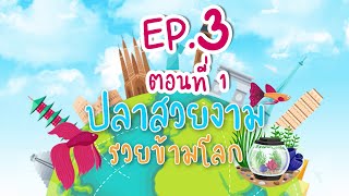 ปลาสวยงาม รวยข้ามโลก  EP. 3 ปลากัดไทย สัตว์น้ำประจำชาติ สร้างมูลค่านับพันล้าน (ตอนที่ 1)