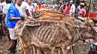 সস্তায় পানির দামে হাড্ডিসার গরু কিনুন|হাড্ডিসার গরুর হাট| কাহারোল গরুর হাট দিনাজপুর |হাড্ডি গরুর হাট