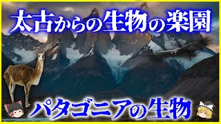 【ゆっくり解説】巨大な化石が見つかる!?太古からの生物の楽園「パタゴニア」の生態系を解説/伝説の巨人族パタゴン…大航海時代とマゼラン