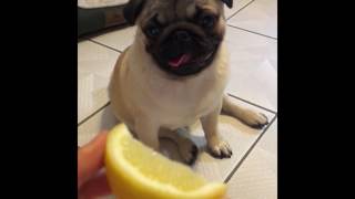 Pug Tries to Eat Lemon