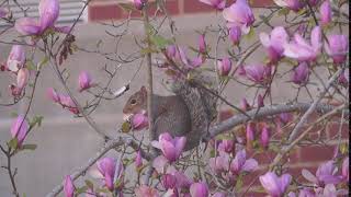 Foraging- consumption- eastern gray squirrel