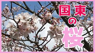 国東（くにさき）の桜