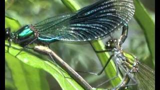 Banded Damselfly mating and laying on River Severn Worcester