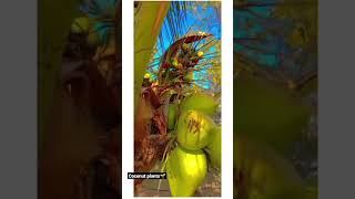 coconut plant,Necharloli નાળીયેરી ની ખેતી  અલગ અલગ ખેતી ના વિડીયો જોવા માટે સબસ્ક્રાઇબ કરો #coconut