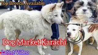 Saddar Dogs Market Karachi Pakistan | Dog Market | German Shepherd | Pitbull | Husky | 22 Dec 2024