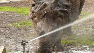 Rhino Narayani has fun with the sprinkler!