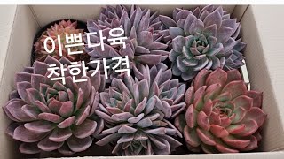 이쁜다육 착한가격