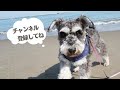 膿皮症の犬／皮膚病のケア方法と注意点【ミニチュアシュナウザー】