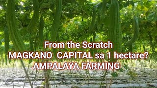 magkano kapital sa 1 hectare ampalaya farming from the scratch