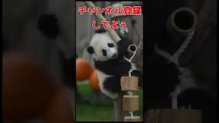 【動物の癒し動画】ソファーに座って食べるご飯は最高だなー #shorts #動物 #animals #animal #funnyanimals