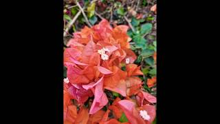 யாருக்கெல்லாம் பேப்பர் பூ பிடிக்கும் 😍🧡🤎 #shorts #gardening #bougainvillea