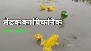 medhak ka gaana || बरसात में मेढक का नाच और गाना देखिये || short || shorts || sundar natur