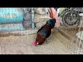 0901637956 08 2 2024 .cuối tuần vui vẻ cùng những chú gà subscribe chicken