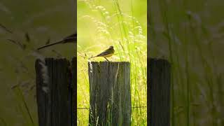  Yellow Wagtail 💛#birds #viral #shorts #nature #youtubeshorts #birdswatching #fyp