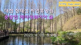 [장태산 자연휴양림 봄 이야기]웅장한 메타세쿼이아 숲에서 힐링하기