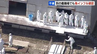 また北海道千歳市の養鶏場で、高病原性の鳥インフルエンザ…新たに約39万羽、道内２割弱の殺処分で卵の供給に懸念