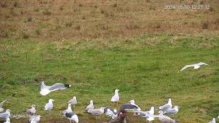 Keturių erelių slėptuvės gyva transliacija iš Nemuno deltos.