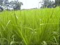 agro forestry fodder species gliricidia sesbania and calliandra