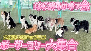 はじめてのオフ会で犬見知り発揮しちゃったボーダーコリーのティア#日常ティア