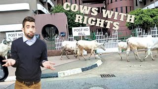 The City Where Cows Have More Rights Than Humans