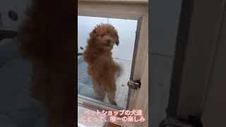 ペットショップ売れ残りの子犬達　少ない餌にがっつくように食べる　ダンスの上手な犬！