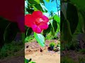 short couplegoals flowers nature love funny video subscribe by mani maha channel