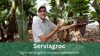 Serviagroc Guided Finca Tour - (TOUR NOT YET AVAILABLE TO THE PUBLIC)