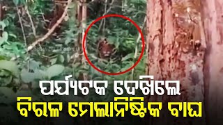 Rare Melanistic Tiger Spotted by Tourists in Similipal