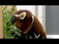 レッサーパンダ　リーファちゃん　いつまでも笹の葉を食べています【のんほいパーク】red panda leafa chan toyohashi zoo