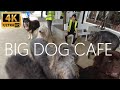 4K BIG DOG CAFE Bangkok! Friendly Giant Size Dogs!