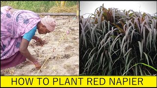 How to plant Red Napier for Dairy Farming in Tamil Nadu @ 9790987145 / High yielding fodder grass