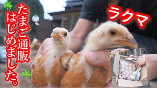 たまご販売スタートするピヨ（千葉の放し飼いニワトリの卵詰め合わせ）