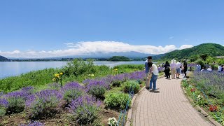 2019.07.10 河口湖ハーブフェスティバル / ラベンダー見頃の大石公園 [4K] #Kawaguchiko #Lavender #MtFuji