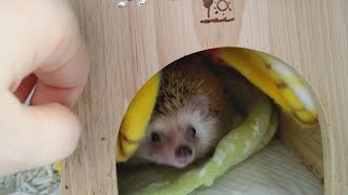 観察記録用📝★🦔アシュラ君   ハリネズミ  はりねずみ  hedgehog