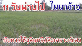 วิธีใช้จุลินทรีย์สังเคราะห์แสงในนาข้าว แบบที่ 1 EP.5