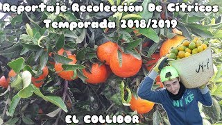 Report Citrus Collection Season 2018/2019