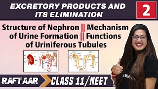 Excretory Products and its Elimination 02 || Structure of Nephron || Class11/NEET || RAFTAAR