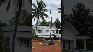 അടിപൊളി തെങ്ങ് വെട്ട് #shorts #തെങ്ങ് || Cutting Coconut tree