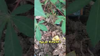 ngejar biawak #shortvideo #ytshorts