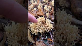 Little coral 🪸 🙌 #mushrooms #fungi  #asmr