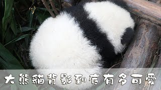 《熊貓主題趴》大熊貓背影到底有多可愛 | iPanda熊貓頻道