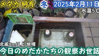 メダカ 冬 屋外 2月11日 今日のめだかたちの観察お世話 北風8m以上 越冬 飼育 ペットボトル足し水