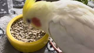 オカメインコのチョコボのモーニングルーティン 2025.2.5