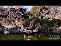 无锡遛公园｜鼋头渚樱花季 season of cherry blossom @ wuxi turtlehead peninsula